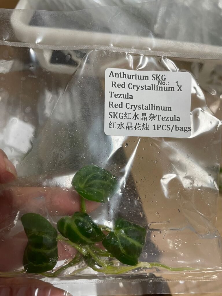 Anthurium SKG Red Crystallinum X Tezula Red Crystallinum tissue culture plantlet, wholesale Anthurium TC