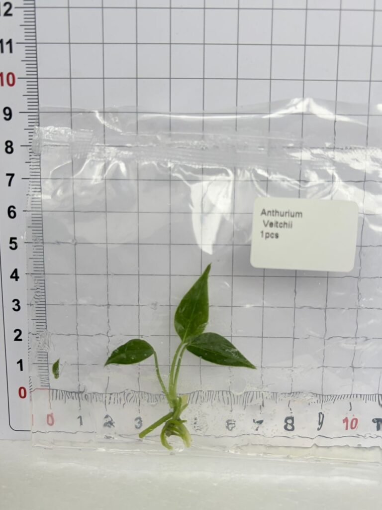Anthurium Veitchii tissue culture plantlet in a clear bag, wholesale, 1 plant