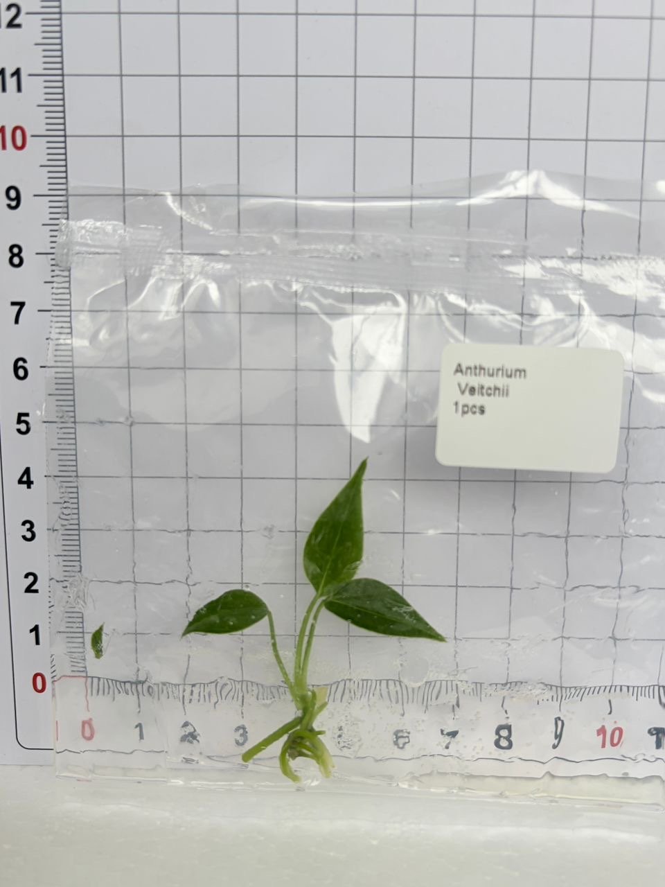 Anthurium Veitchii tissue culture, 1 pc, wholesale