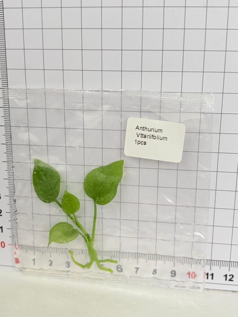 Anthurium Vittarifolium tissue culture plantlet in a clear bag, wholesale, 1 plant