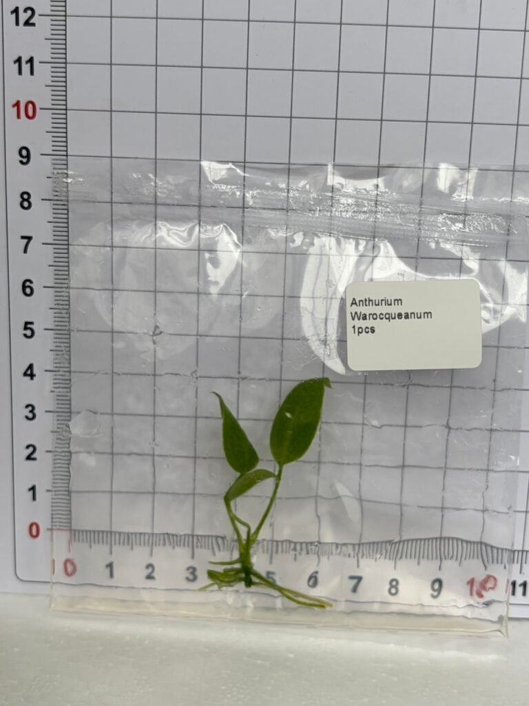 Anthurium Warocqueanum tissue culture plantlet in a clear bag, wholesale, 1 plant