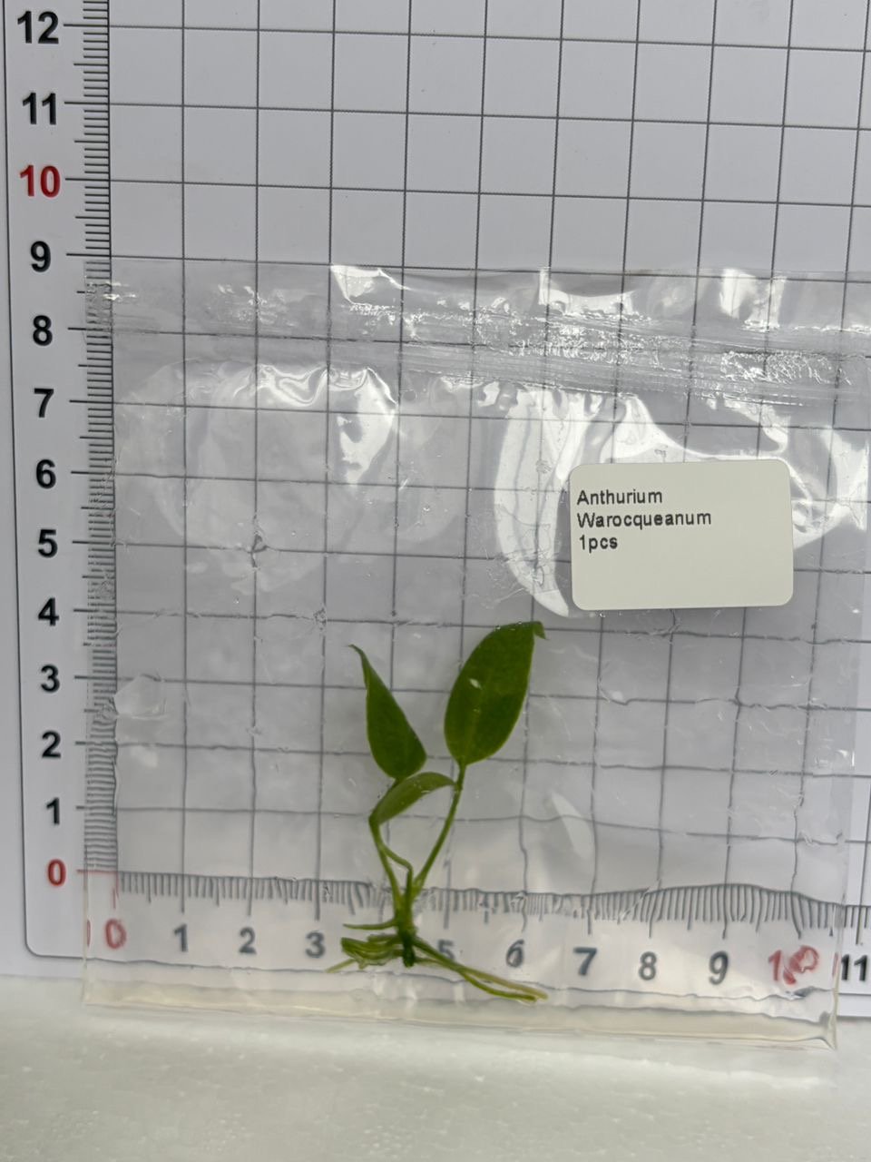 Anthurium Warocqueanum tissue culture, 1 pc, wholesale