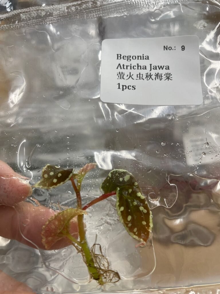 Begonia Atricha Jawa tissue culture plantlet in a clear bag, wholesale, 1 plant