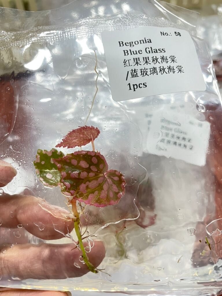 Begonia Blue Glass tissue culture plantlet in a clear bag, wholesale, 1 plant
