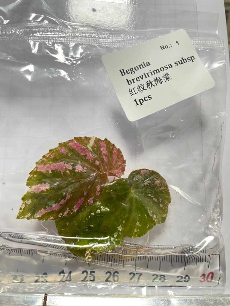 Begonia brevirimosa subsp tissue culture plantlet in a clear bag, wholesale, 1 plant