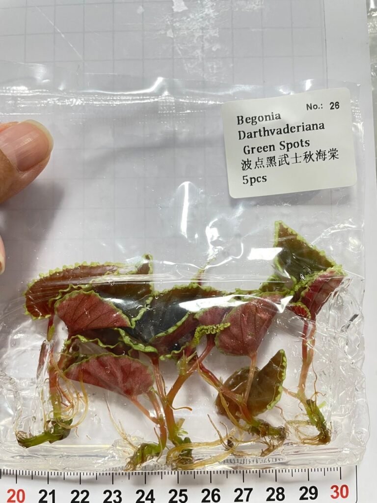 Begonia Darthvaderiana Green Spots tissue culture plantlet in a clear bag, wholesale, 1 plant