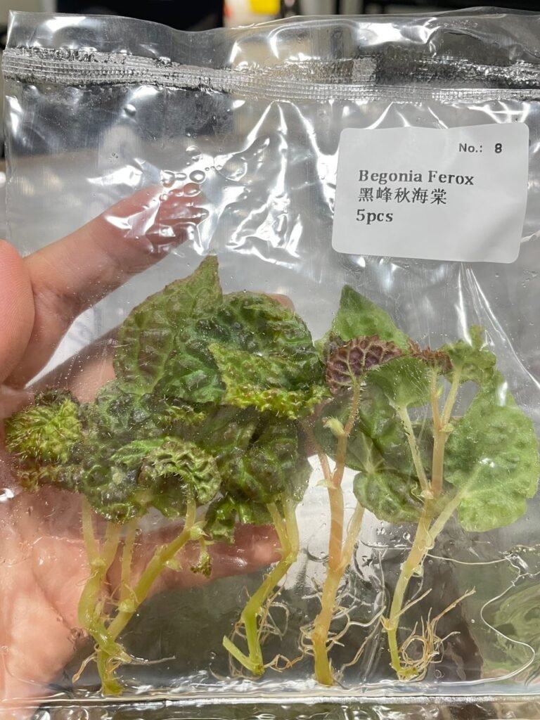 Begonia Ferox tissue culture plantlet in a clear bag, wholesale, 1 plant