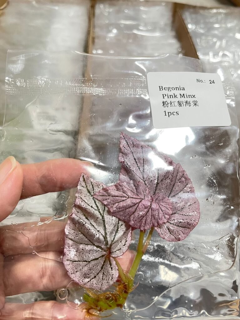 Begonia Pink Minx tissue culture plantlet in a clear bag, wholesale, 1 plant
