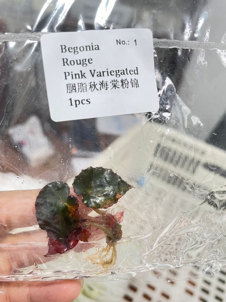 Begonia Rouge Pink Variegated tissue culture plantlet in a clear bag, wholesale, 1 plant