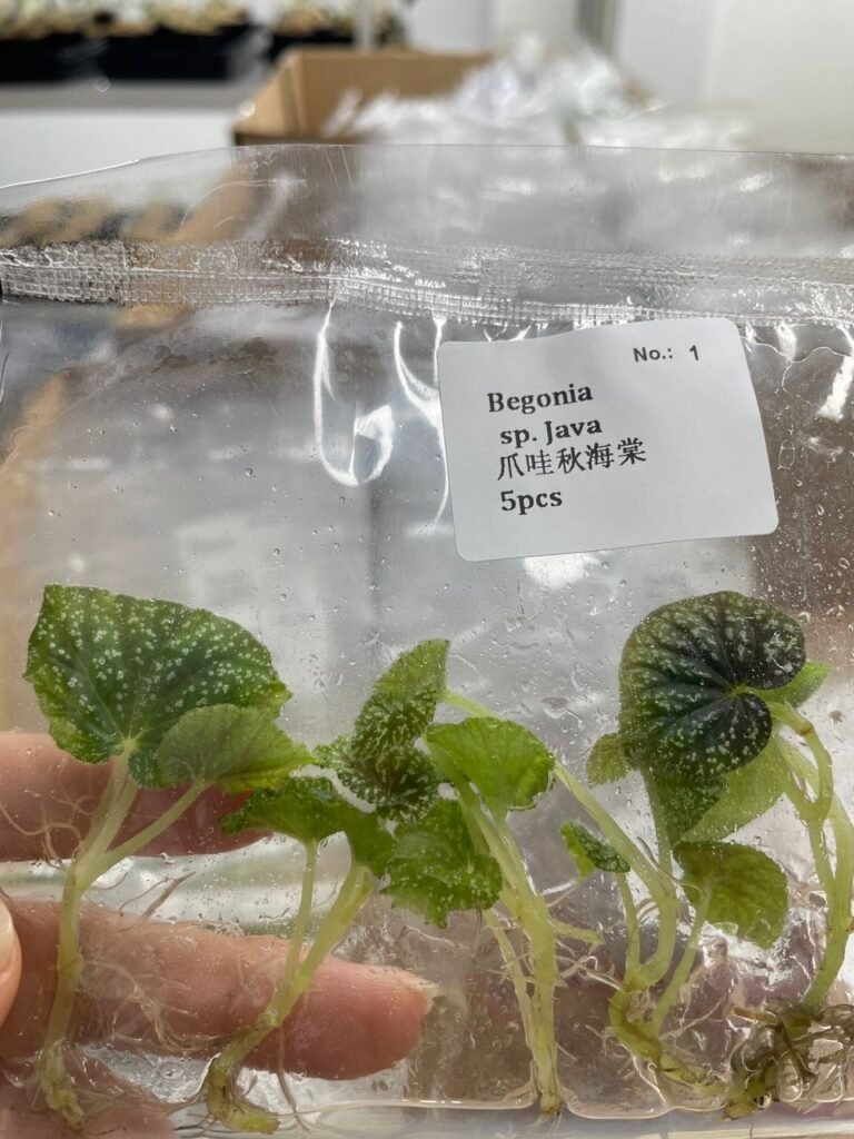 Begonia sp. Java tissue culture plantlet in a clear bag, wholesale, 1 plant