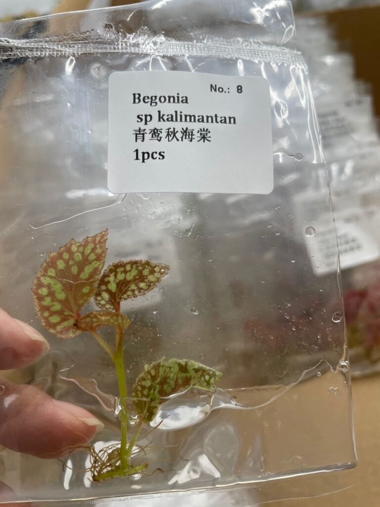 Begonia sp kalimantan tissue culture plantlet in a clear bag, wholesale, 1 plant