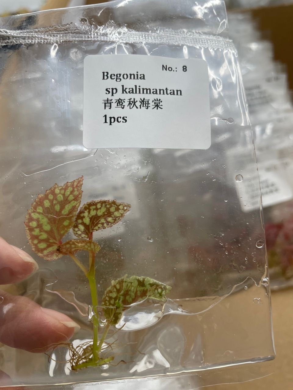 Begonia sp kalimantan tissue culture, 1 pc, wholesale