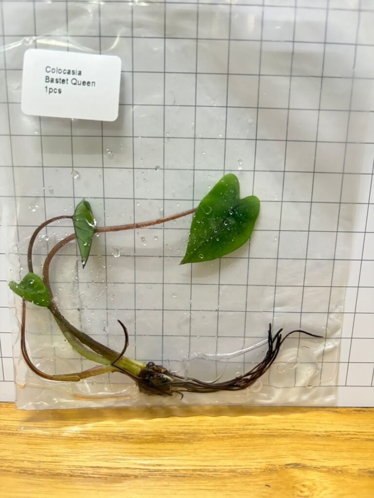 Colocasia Bastet Queen tissue culture plantlet in a clear bag, wholesale, 1 plant