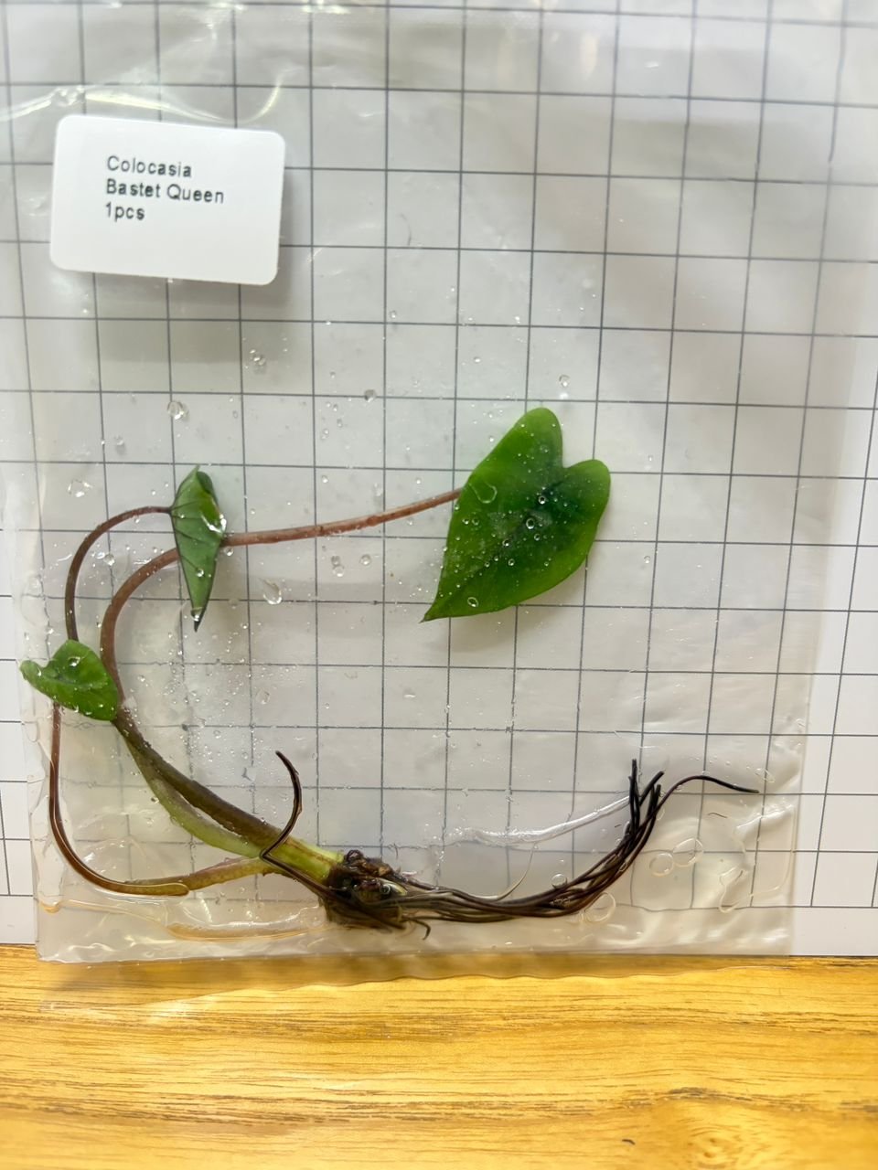 Colocasia Bastet Queen tissue culture plantlet in a clear bag, wholesale, 1 plant
