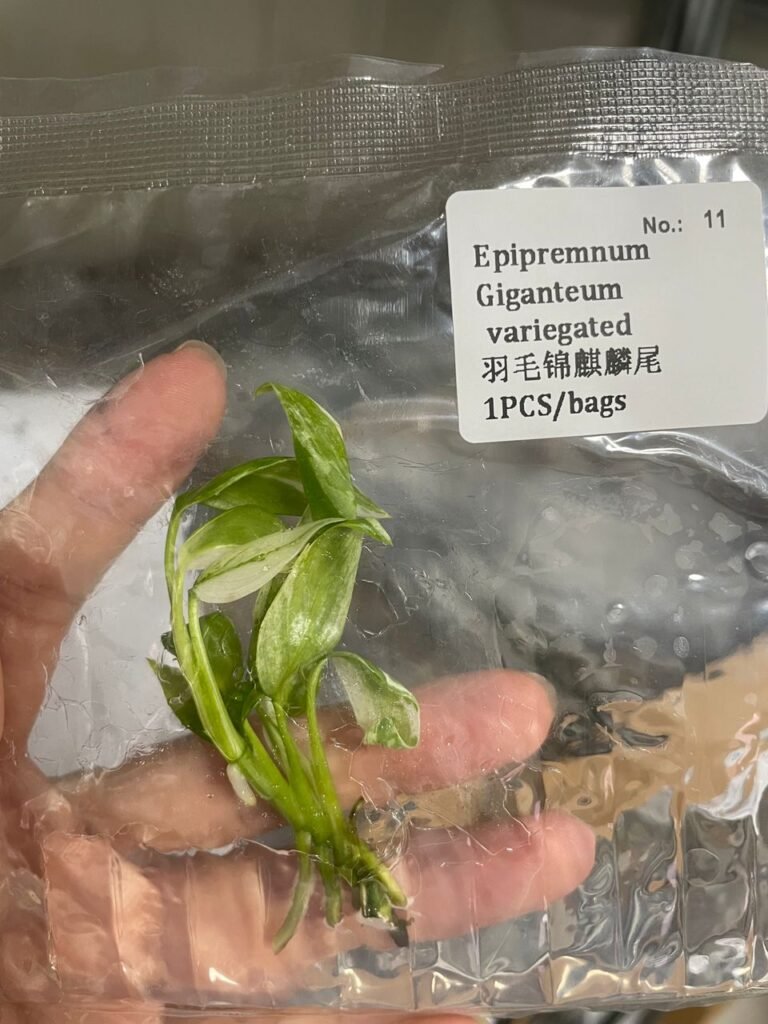 Epipremnum Giganteum Variegated tissue culture plantlet in a clear bag, wholesale, 1 plant