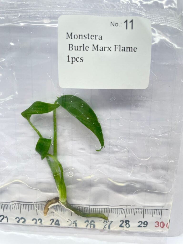 Monstera Burle Marx Flame tissue culture plantlet with green pointed leaves in a clear bag, wholesale, 1 plant