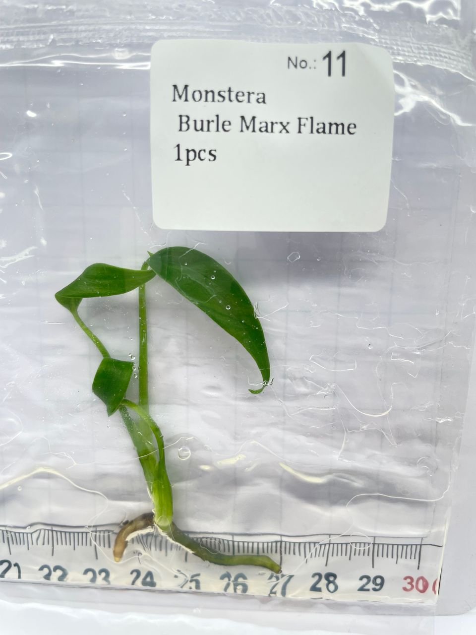 Monstera Burle Marx Flame tissue culture, 1 pc, wholesale