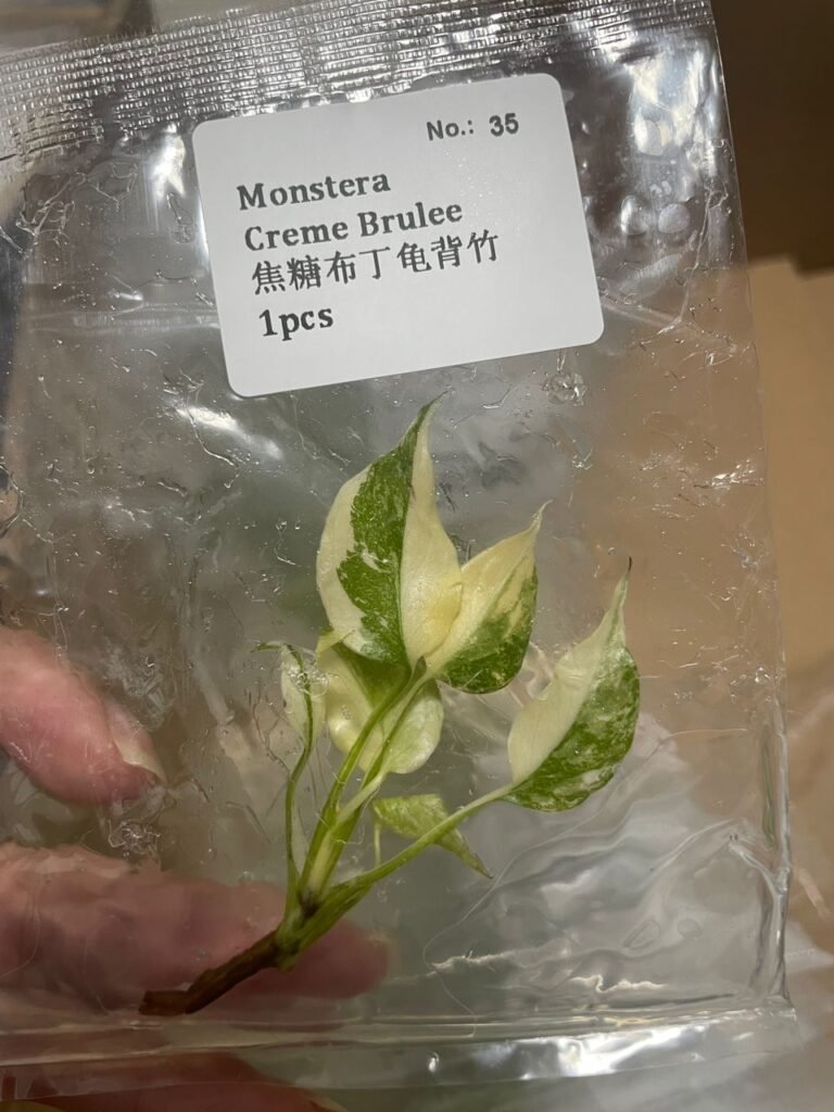 Monstera Creme Brulee tissue culture plantlet in a clear bag, wholesale, 1 plant