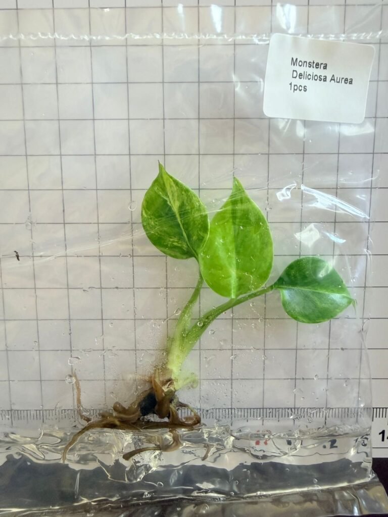 Monstera Deliciosa Aurea tissue culture plantlet in a clear bag, wholesale, 1 plant