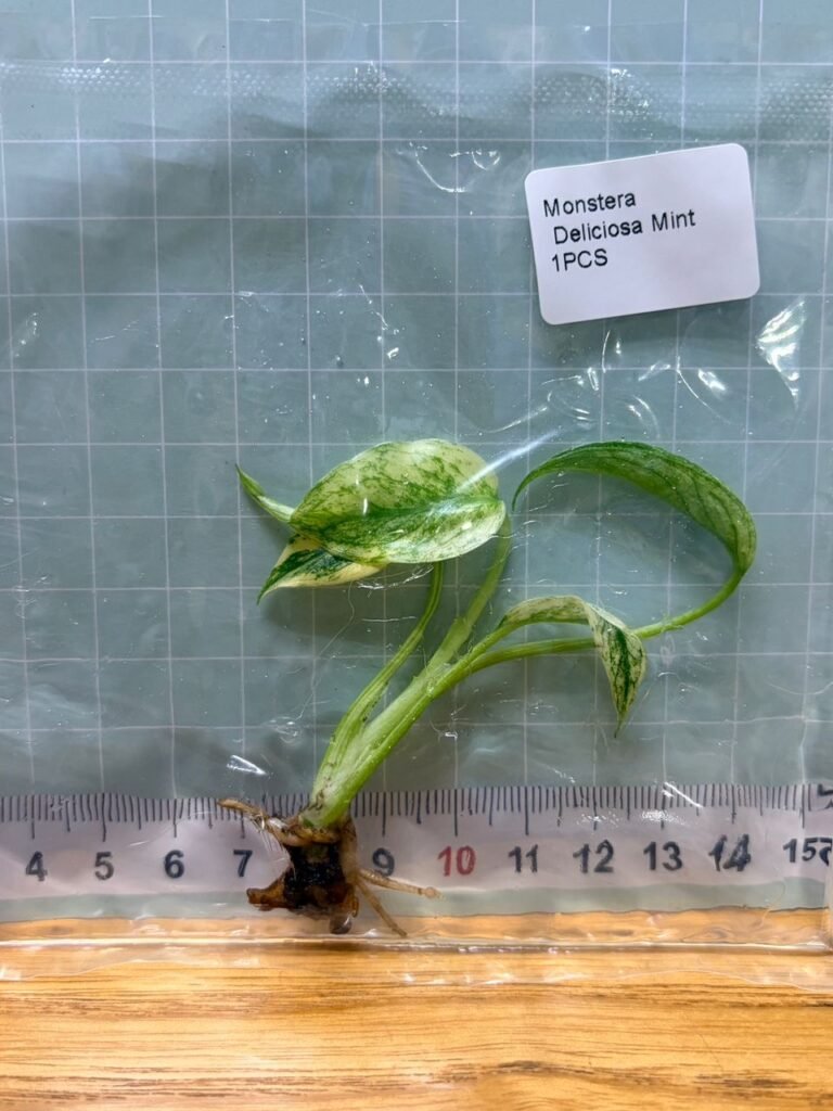 Monstera Deliciosa Mint tissue culture plantlet in a clear bag, wholesale, 1 plant