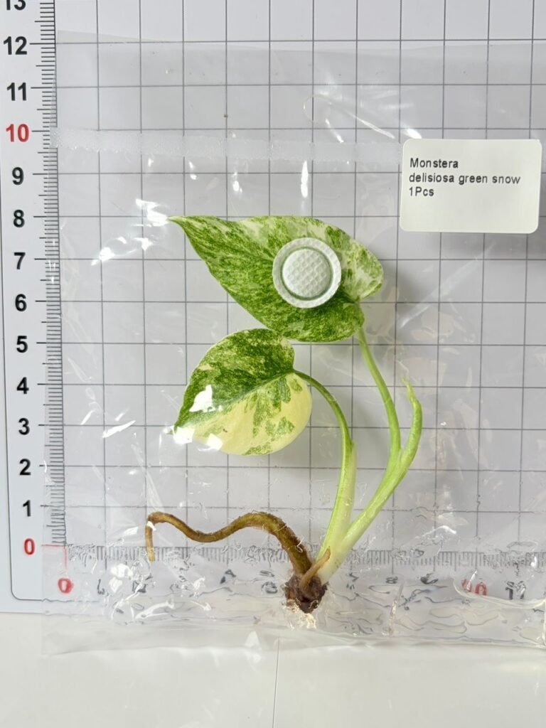 Monstera deliciosa green snow tissue culture plantlet, wholesale Monstera TC