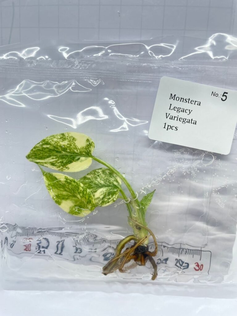 Monstera Legacy Variegated tissue culture plantlet, wholesale Monstera TC