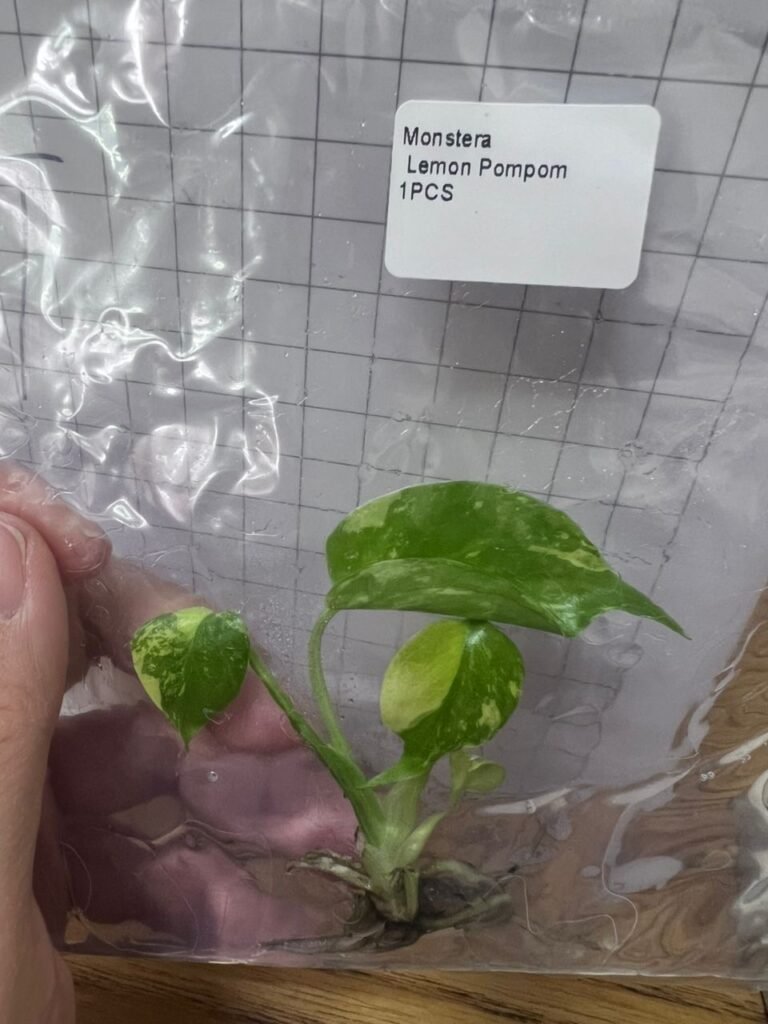 Monstera Lemon Pom Pom tissue culture plantlet, wholesale Monstera TC