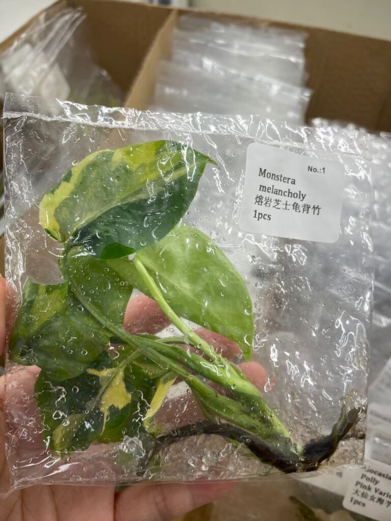 Monstera Melancholy tissue culture plantlet in a clear bag, wholesale, 1 plant