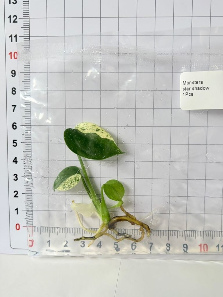 Monstera Star Shadow tissue culture plantlet in a clear bag, wholesale, 1 plant