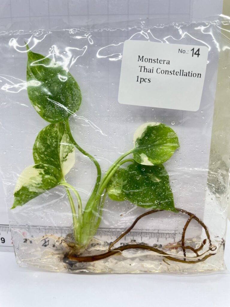 Monstera Thai Constellation tissue culture plantlet in a clear bag, wholesale, 1 plant