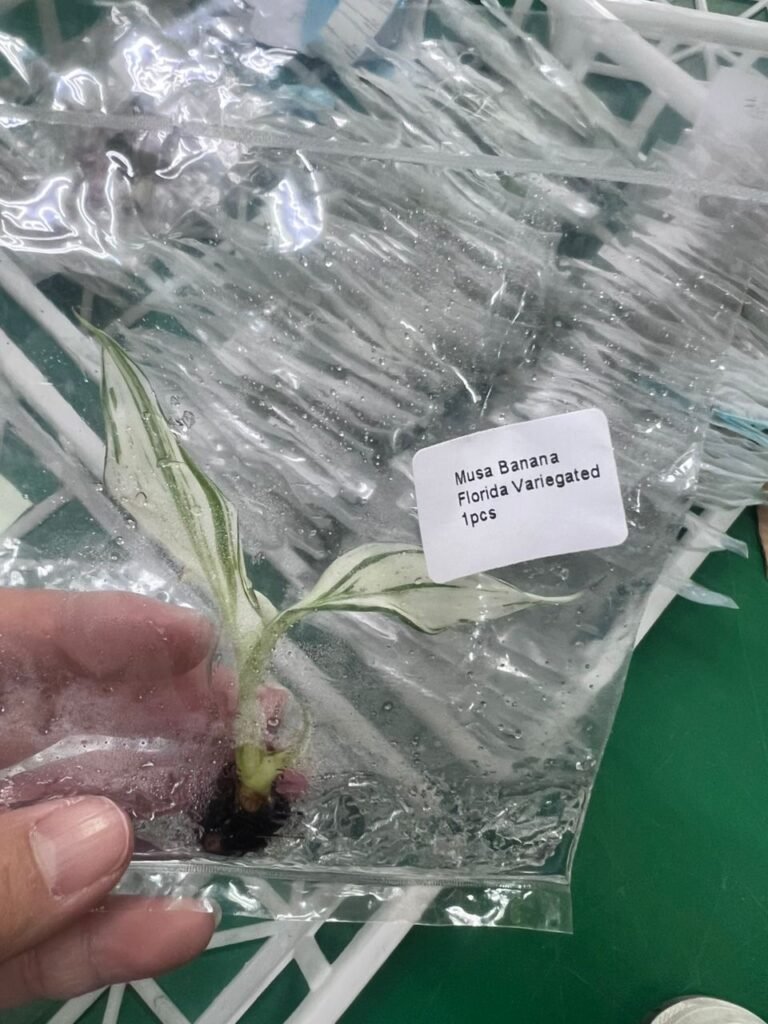 Musa Banana Florida Variegated tissue culture plantlet in a clear bag, wholesale, 1 plant