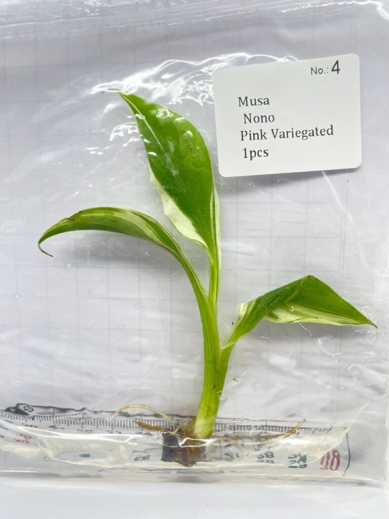 Musa Nono Pink Variegated tissue culture plantlet in a clear bag, wholesale, 1 plant