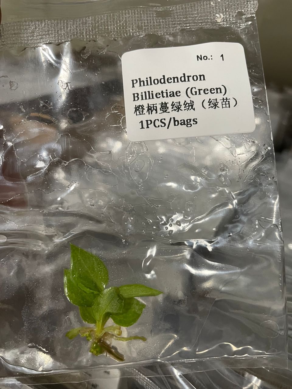 Philodendron Billietiae (Green) tissue culture, 1 pc, wholesale
