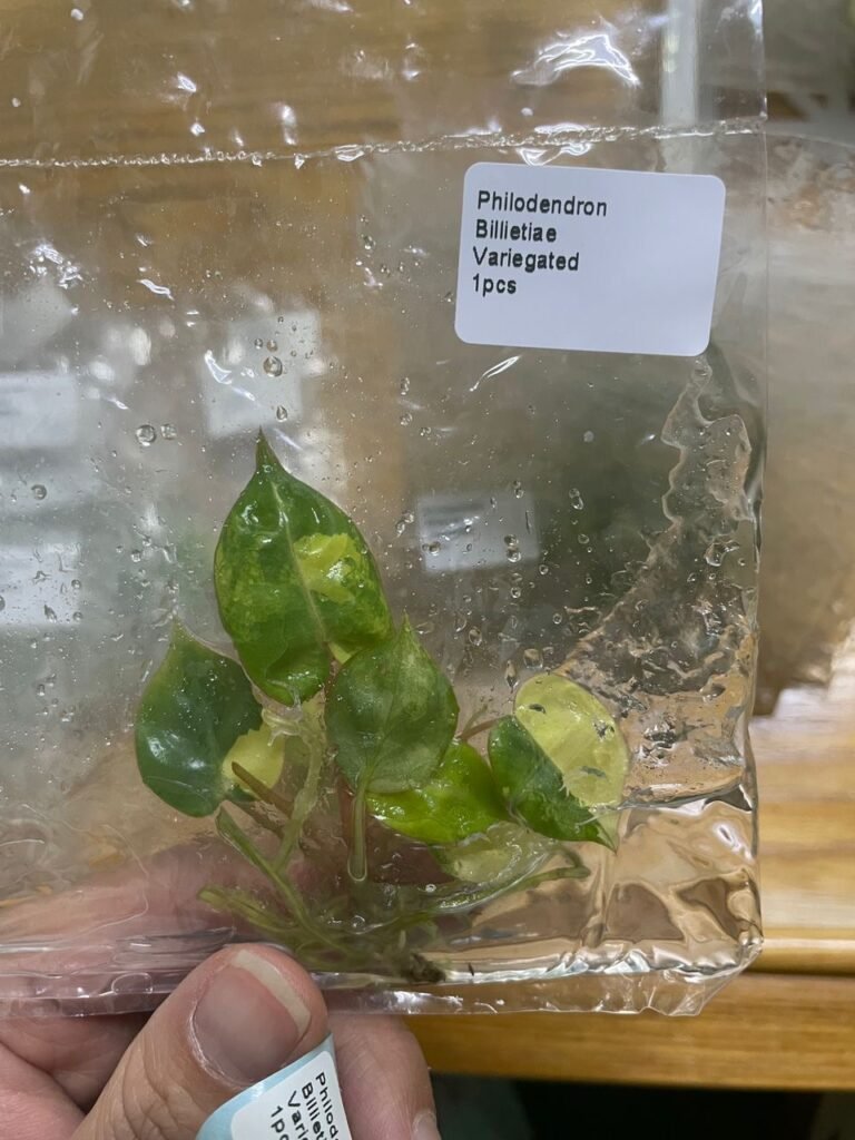 Philodendron Billietiae Variegated tissue culture plantlet in a clear bag, wholesale, 1 plant