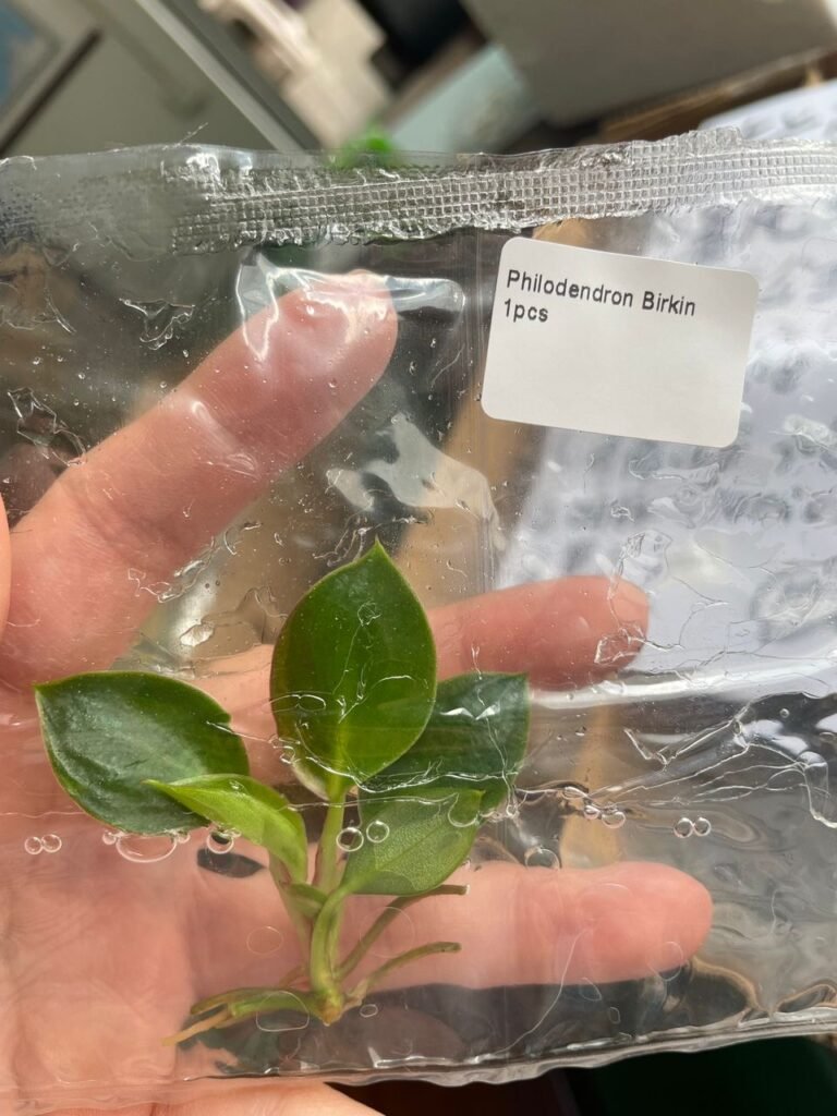 Philodendron Birkin tissue culture plantlet in a clear bag, wholesale, 1 plant