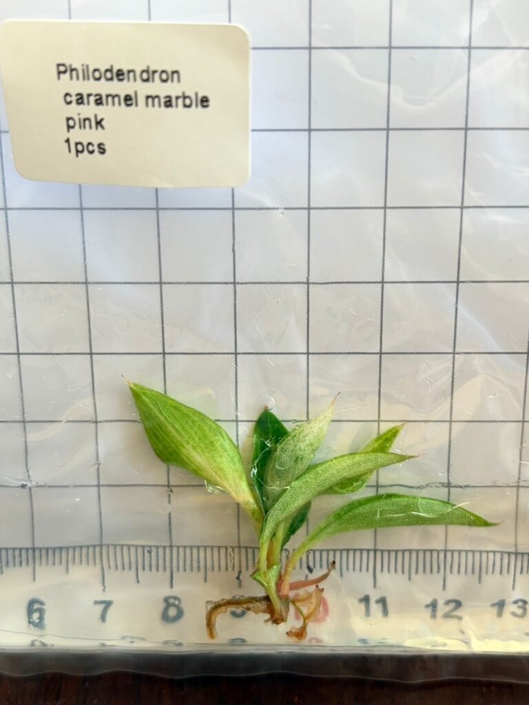 Philodendron Caramel Marble Pink tissue culture plantlet in a clear bag, wholesale, 1 plant