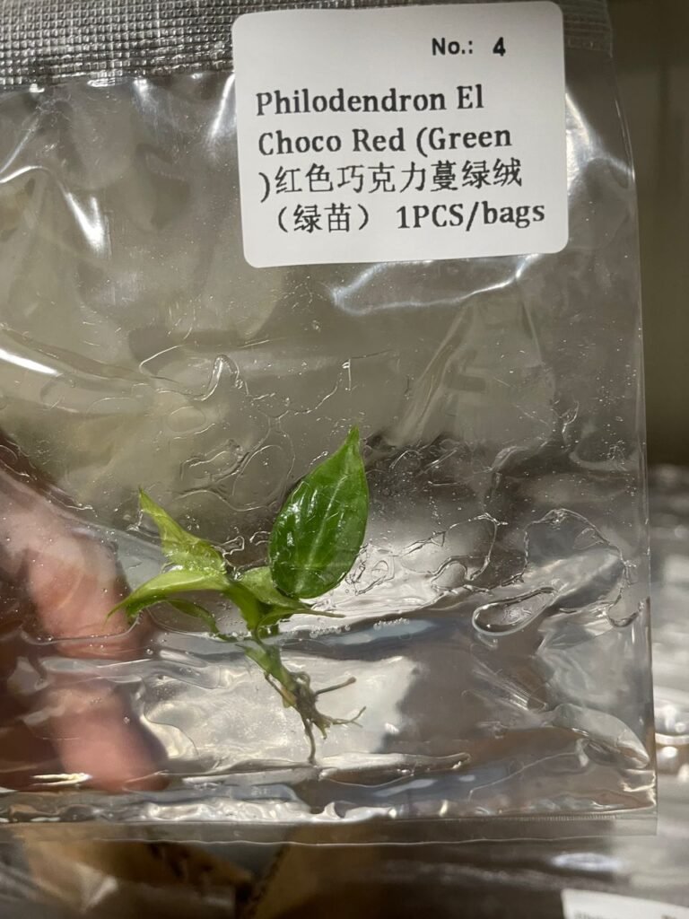 Philodendron El Choco Red (Green) tissue culture plantlet in a clear bag, wholesale, 1 plant