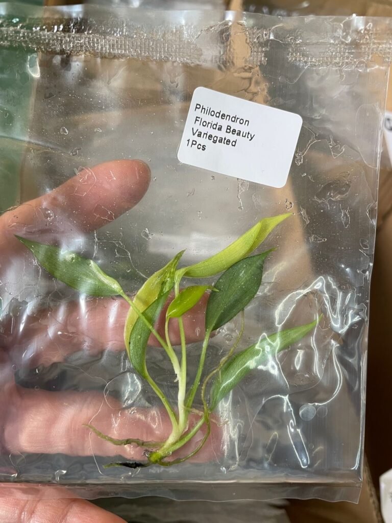 Philodendron Florida Beauty Variegated tissue culture plantlet in a clear bag, wholesale, 1 plant