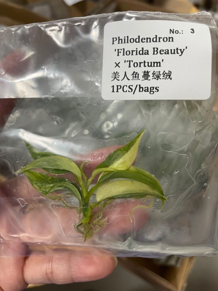 Philodendron Florida Beauty x Tortum tissue culture plantlet in a clear bag, wholesale, 1 plant