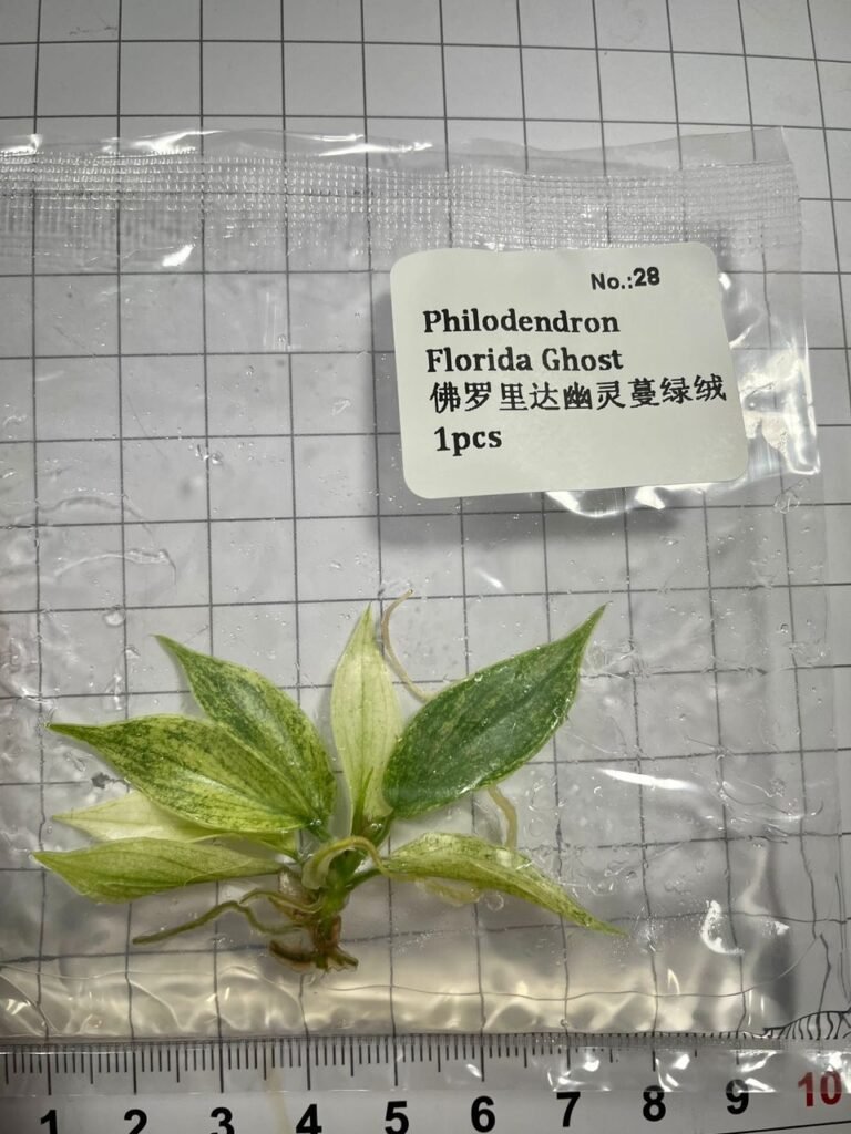 Philodendron Florida Ghost tissue culture plantlet with pale and green variegated leaves in a clear bag, wholesale, 1 plant