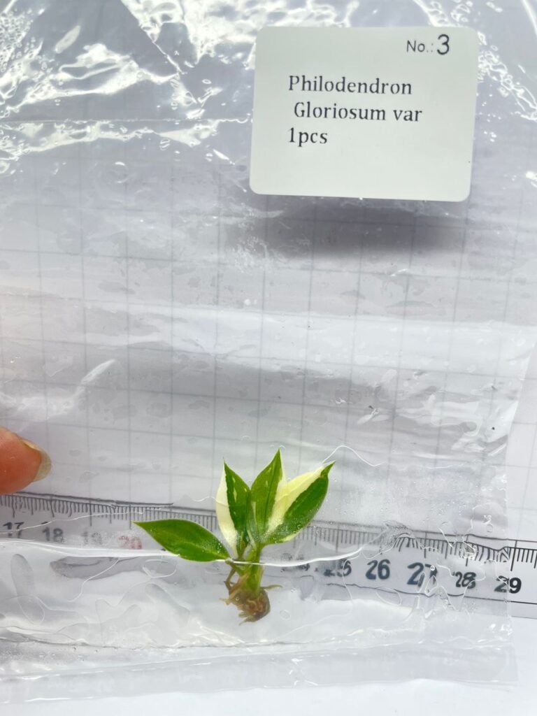 Philodendron Gloriosum Variegated tissue culture plantlet, wholesale Philodendron TC