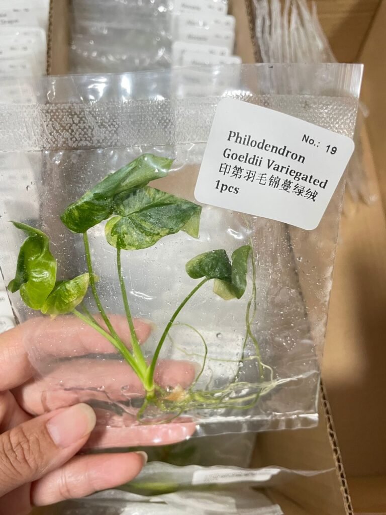 Philodendron Goeldii Variegated tissue culture plantlet in a clear bag, wholesale, 1 plant