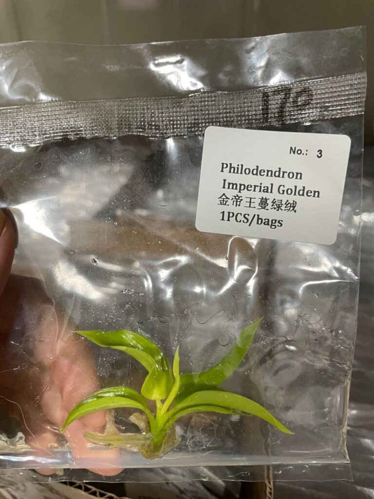 Philodendron Imperial Golden tissue culture plantlet in a clear bag, wholesale, 1 plant