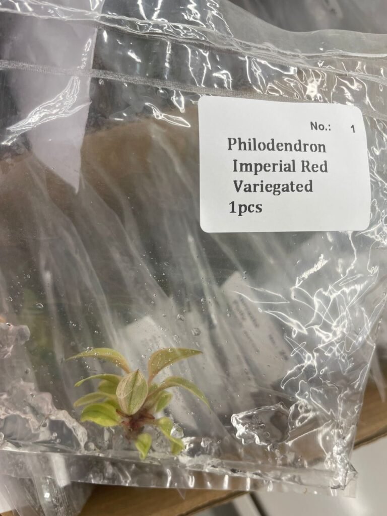Philodendron Imperial Red Variegated tissue culture plantlet in a clear bag, wholesale, 1 plant