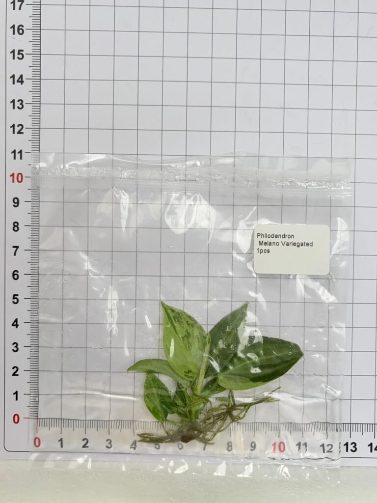 Philodendron Melano Variegated tissue culture plantlet in a clear bag, wholesale, 1 plant