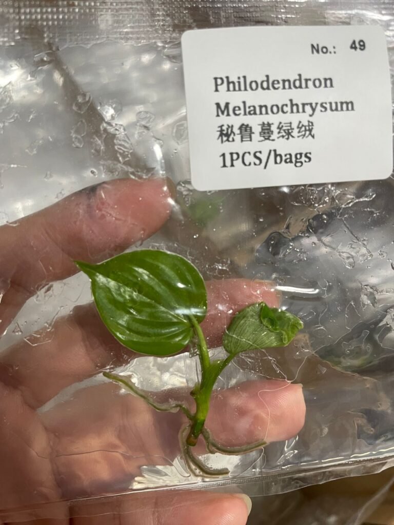 Philodendron Melanochrysum tissue culture plantlet in a clear bag, wholesale, 1 plant