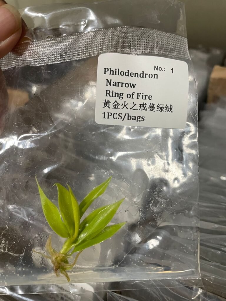 Philodendron Narrow Ring of Fire tissue culture plantlet in a clear bag, wholesale, 1 plant
