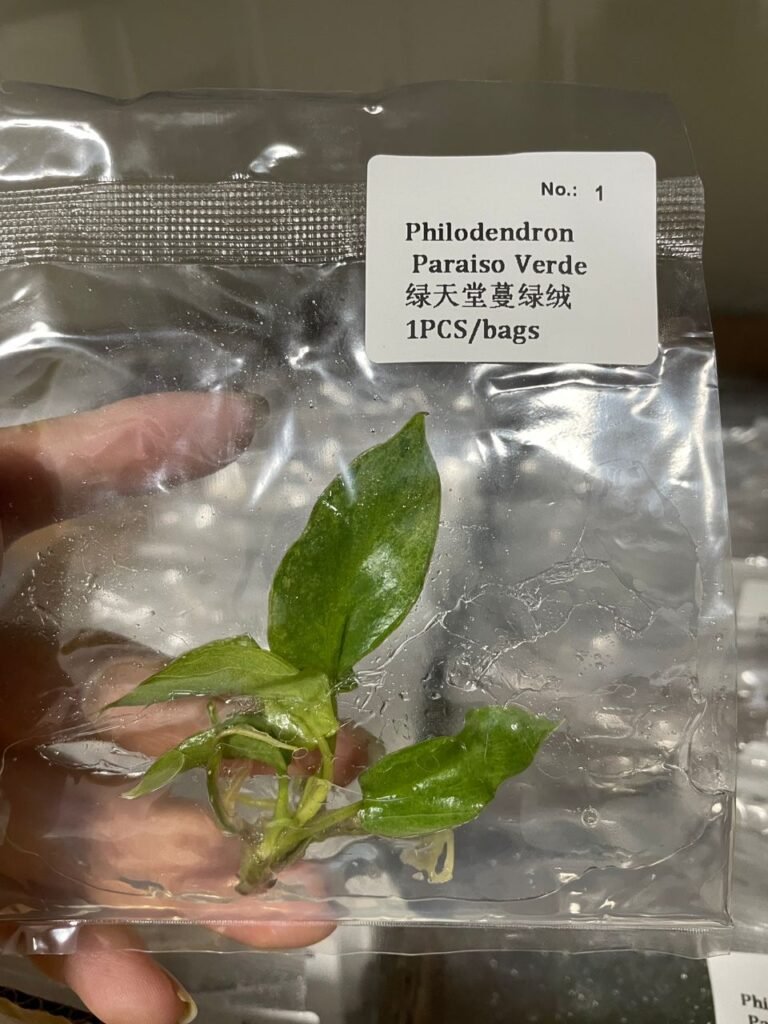 Philodendron Paraiso Verde tissue culture plantlet in a clear bag, wholesale, 1 plant