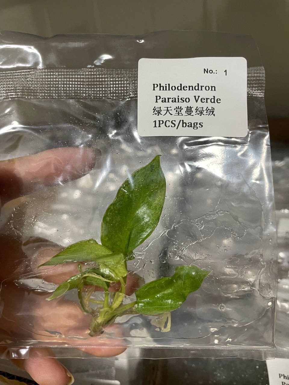Philodendron Paraiso Verde tissue culture, 1 pc, wholesale
