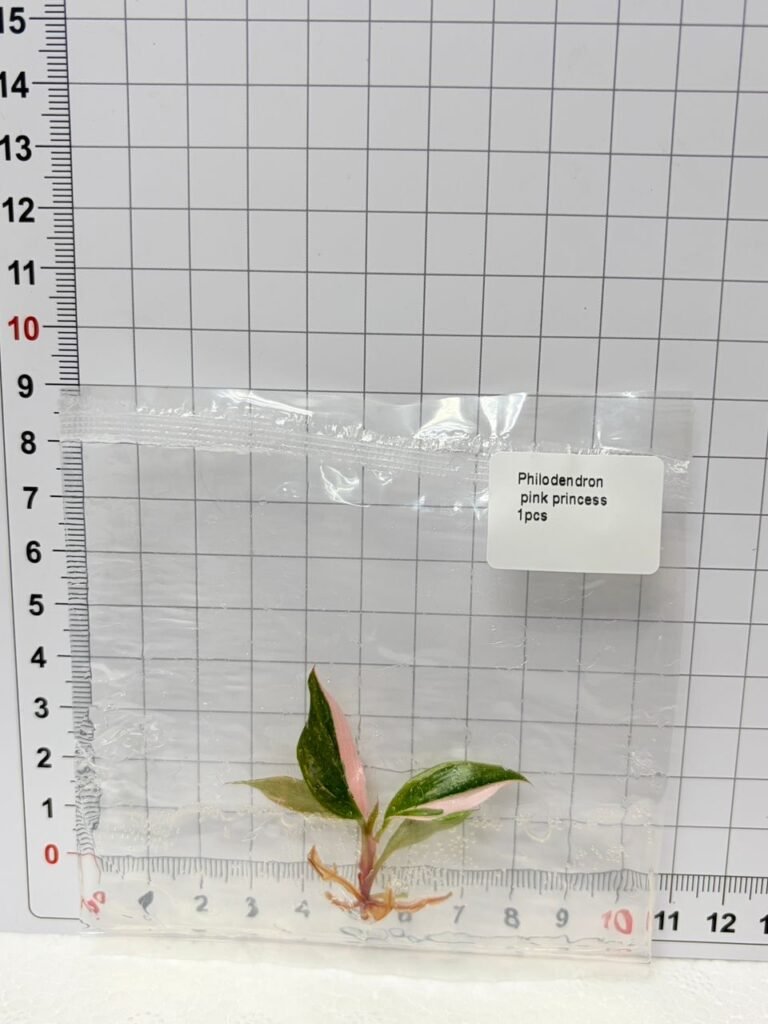 Philodendron Pink Princess tissue culture plantlet in a clear bag, wholesale, 1 plant